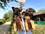 Secere Belgeli Alman Çoban Köpeği Yavruları