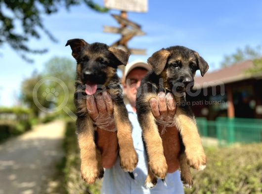 Secere Belgeli Alman Çoban Köpeği Yavruları görsel