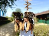 Secere Belgeli Alman Çoban Köpeği Yavruları