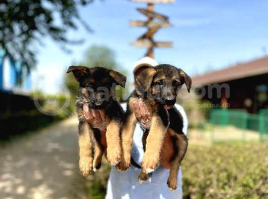 Secere Belgeli Alman Çoban Köpeği Yavruları görsel