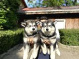 Alaska Malamut Yavruları