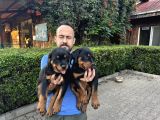 Birinci Sınıf Rottweiler Yavruları