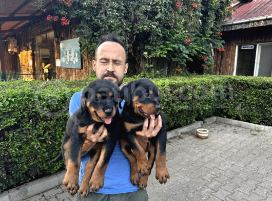 Birinci Sınıf Rottweiler Yavruları görsel