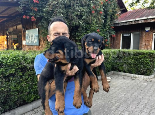 Birinci Sınıf Rottweiler Yavruları görsel