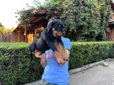 Birinci Sınıf Rottweiler Yavruları