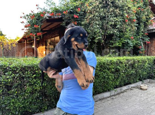 Birinci Sınıf Rottweiler Yavruları görsel