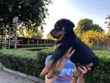 Birinci Sınıf Rottweiler Yavruları