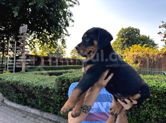 Birinci Sınıf Rottweiler Yavruları görsel