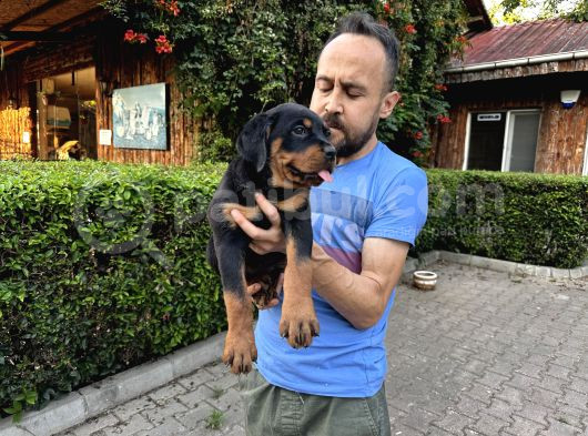 Birinci Sınıf Rottweiler Yavruları