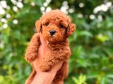 Mini boy puppy kıpkırmızı ev üretimi yavrularımız TOOY POODL