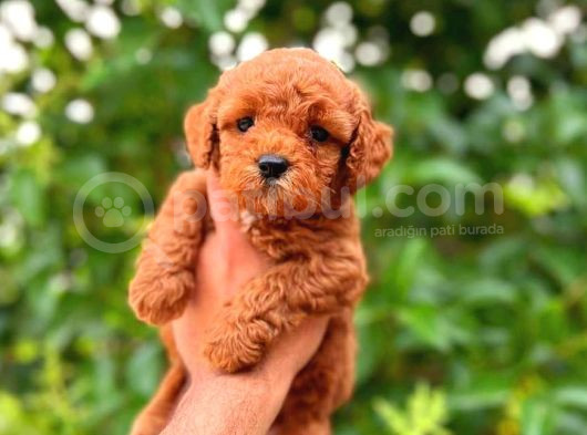 Mini Boy Puppy Kıpkırmızı Ev Üretimi Yavrularımız Tooy Poodl
