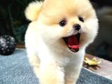 Muhteşem Tatlılıkta Pomeranian Boo Yavrularımız