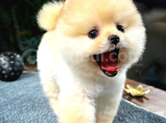 Teddy Bear Pomeranian Boo görsel