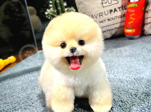 Muhteşem Tatlılıkta Pomeranian Boo Yavrularımız