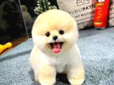 Teddy Bear Pomeranian Boo