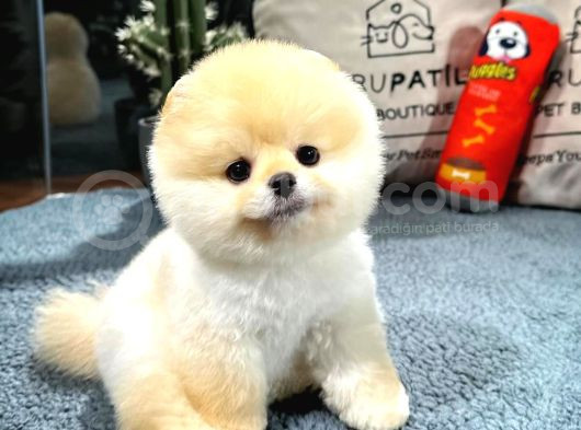 Muhteşem Tatlılıkta Pomeranian Boo Yavrularımız görsel
