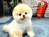 teddy bear pomeranian boo