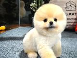 Muhteşem Tatlılıkta Pomeranian Boo Yavrularımız