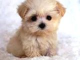 MİNİ PUPPY BOY KAHVE TONLU KIVIRCIK TÜYLÜ MALTİPO YAVRULAR 