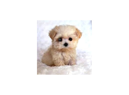 Mi̇ni̇ Puppy Boy Kahve Tonlu Kivircik Tüylü Malti̇po Yavrular 