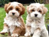 Mini Boy Puppy Kahve Tonlu Malti̇po Ci̇nsi̇