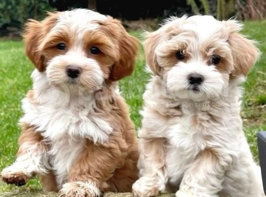 Mini Boy Puppy Kahve Tonlu Malti̇po Ci̇nsi̇ görsel