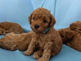 Ankara Toypoodle