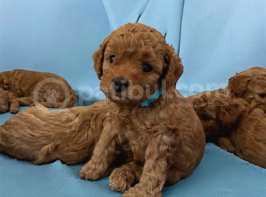Ankara Toypoodle görsel