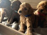 Ankara Toypoodle