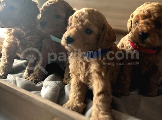 Ankara Toypoodle görsel