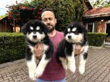Alaska Malamut Yavruları