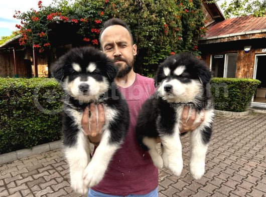 Alaska Malamut Yavruları