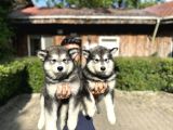 Alaska Malamut Yavruları