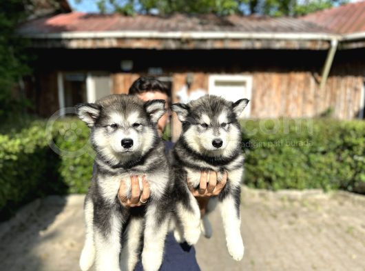 Alaska Malamut Yavruları görsel