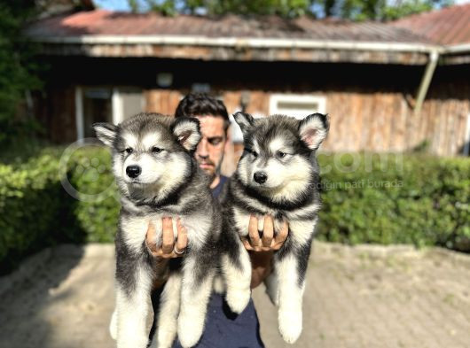 Alaska Malamut Yavruları görsel