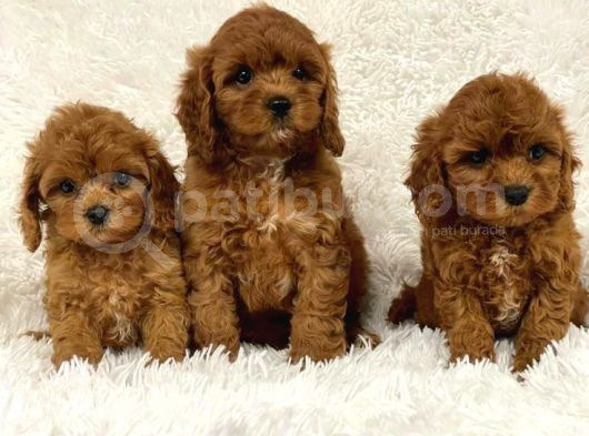 Mini Boy Puppy Kıpkırmızı Ev Üretimi Yavrularımız Tooy Poodl görsel