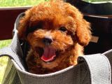 Gen Harikası Toy Poodle Prensesimiz