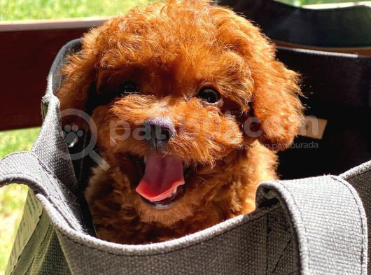 Gen Harikası Toy Poodle Prensesimiz görsel