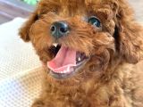 Gen Harikası Toy Poodle Prensesimiz