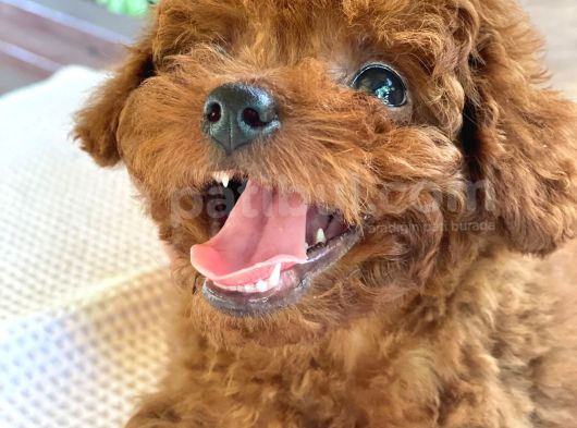 Gen Harikası Toy Poodle Prensesimiz görsel