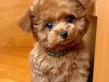 MİNİ PUPPY BOY KAHVE TONLU KIVIRCIK TÜYLÜ MALTİPO YAVRULAR 