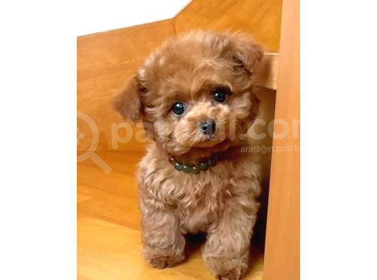 Mi̇ni̇ Puppy Boy Kahve Tonlu Kivircik Tüylü Malti̇po Yavrular 
