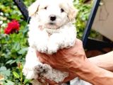 0 numara maltesse terrier cinsleri 