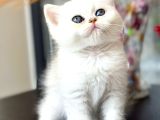 British shorthair silver sunshine