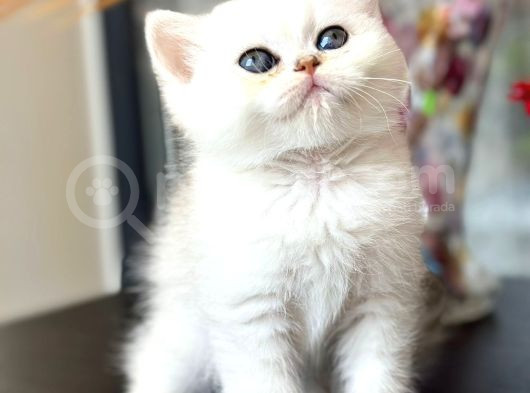 British Shorthair Silver Sunshine
