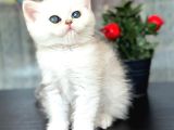 British Shorthair Silver Sunshine