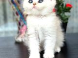 British Shorthair Silver Sunshine
