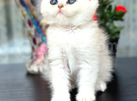 British Shorthair Silver Sunshine görsel