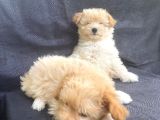 Harika Orjinal Maltipoo Bebekler