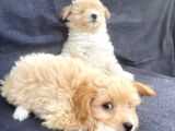 Harika Orjinal Maltipoo Bebekler